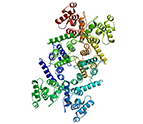 dystrophin protein