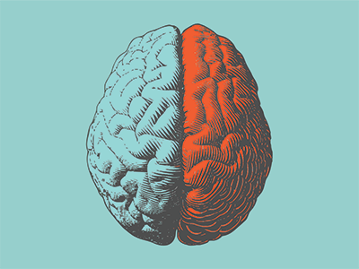 Illustration of brain hemispheres