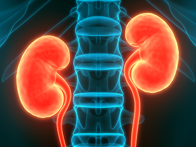 colored x-ray showing kidneys and spine