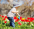 toddler watering tulips