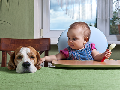 toddler feedind dog at table