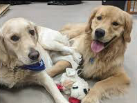 Two therapy dogs laying down