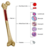 Bone infographic