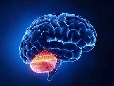 illustration of brain showing cerebellum