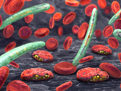 3d illustration of blood cells, plasmodium causing malaria disease