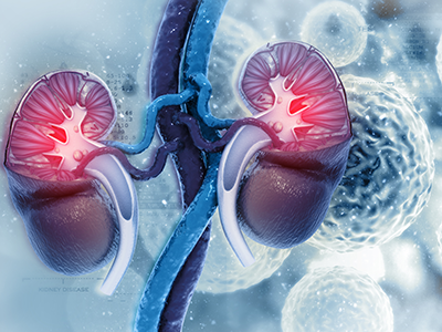 kidneys with science images