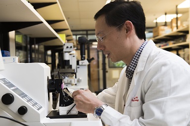 Dr. Hsieh works in his lab.
