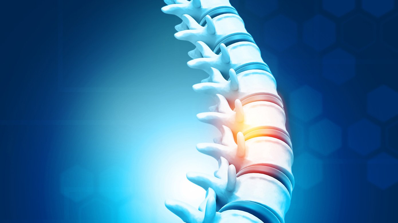 human spine showing vertebrae anatomy