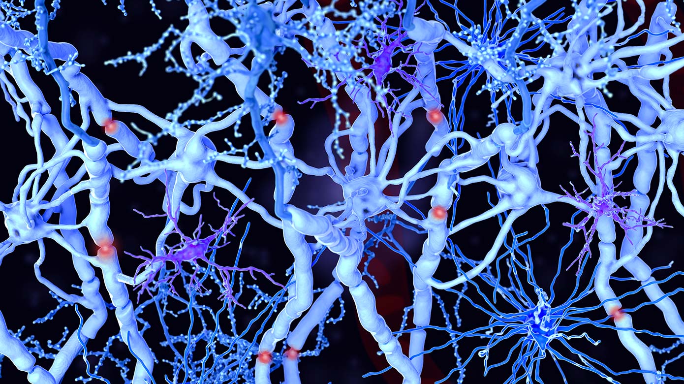 myelinated nerve cells