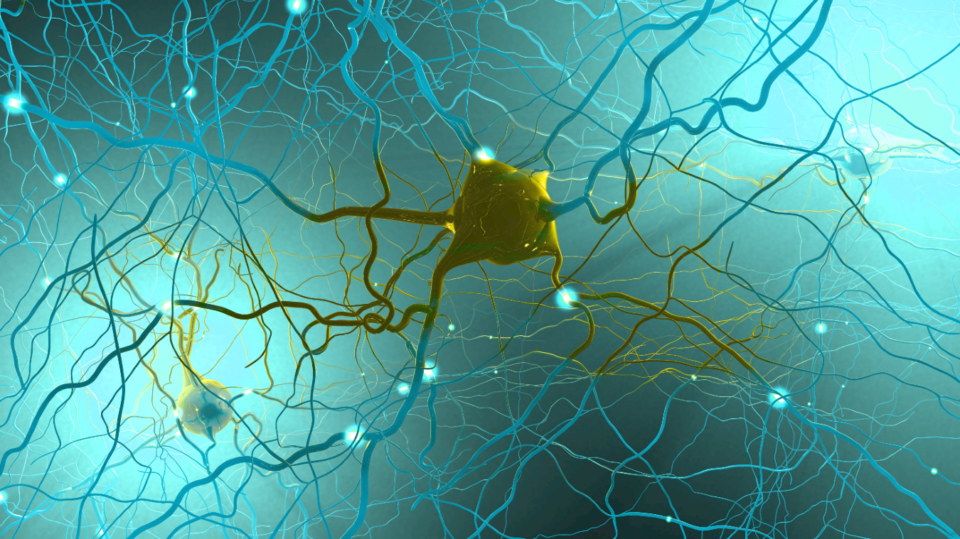 Neuron image