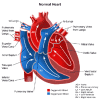 Anatomy of the heart, normal
